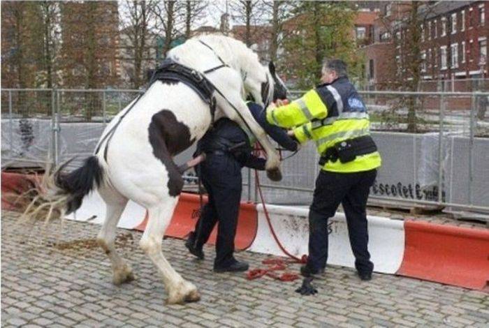 Лошадь напала на полицейского (2 фото)