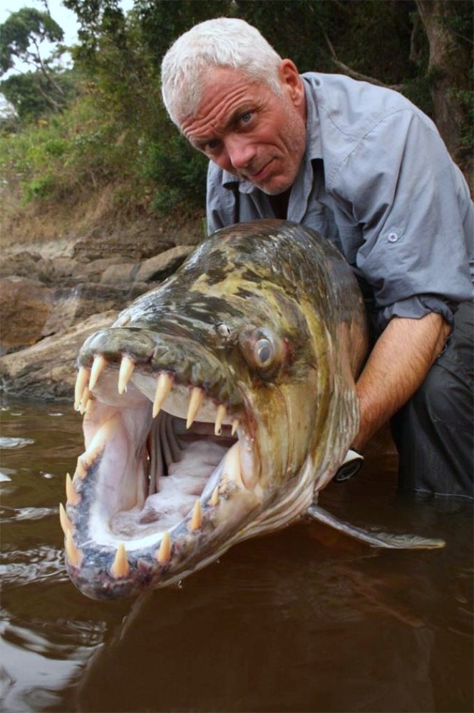 Монстр из Африки – Тигровая рыба Голиаф (13 фото)
