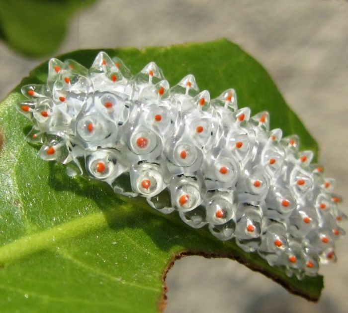 Чудо гусеница - кристалл Acraga coa (12 фото)