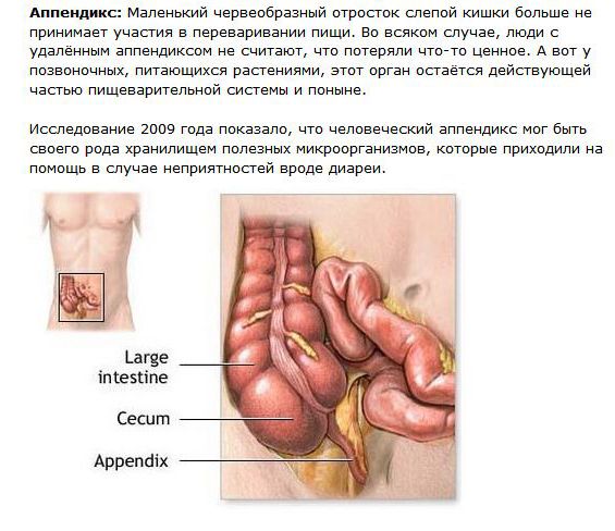 Ненужные органы человека (5 картинок + текст)