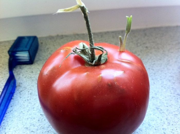 Удивительный помидор (12 фото)