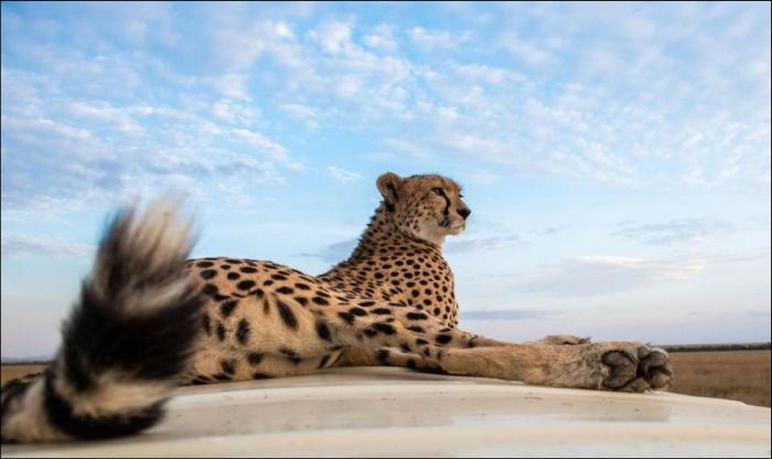 Съемка диких животных в Сафари