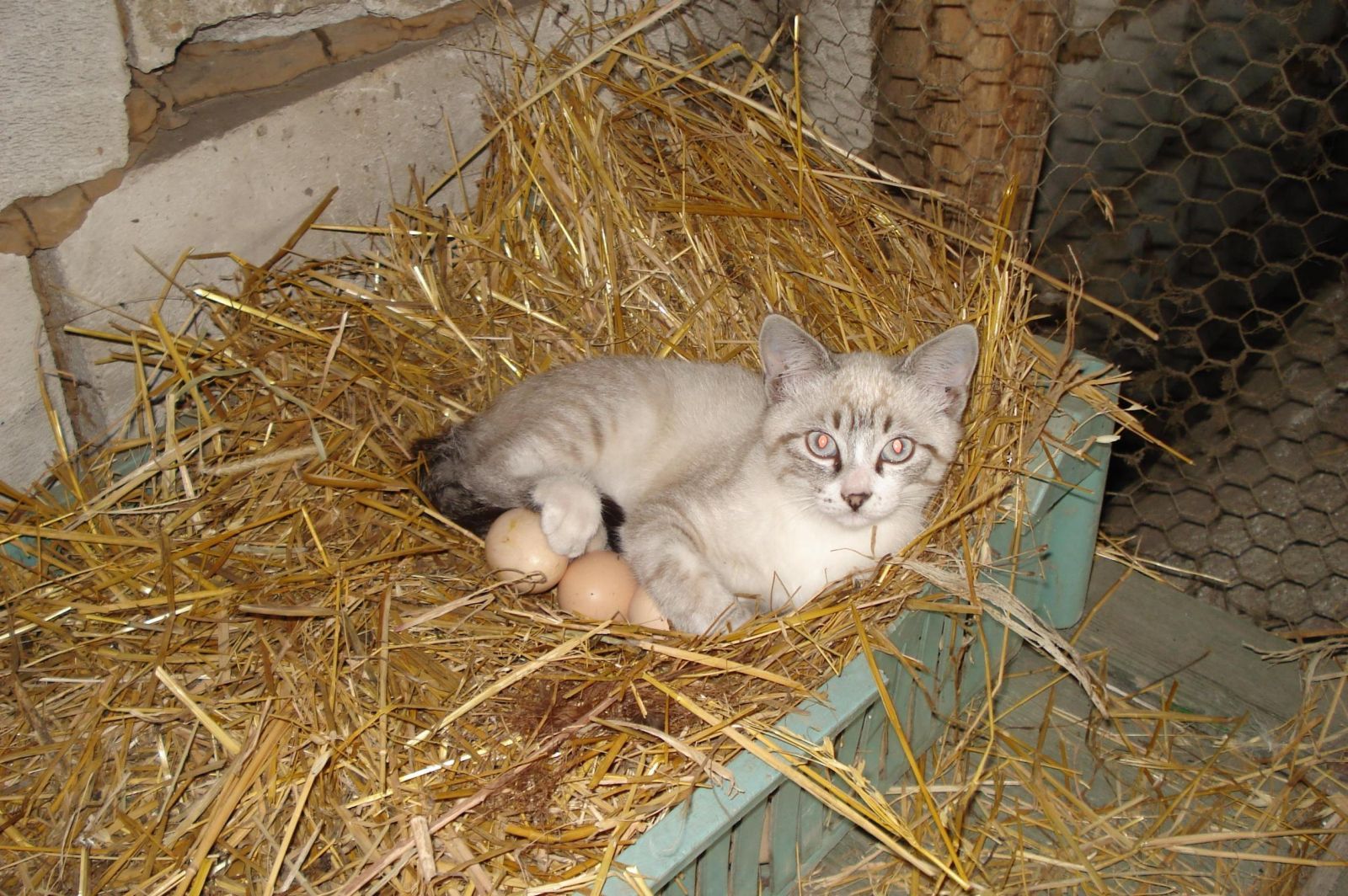 Можно коту яйцо. Гнездо для кошки. Кот в гнезде. Кошка высиживает яйца. Гнездо и коты.