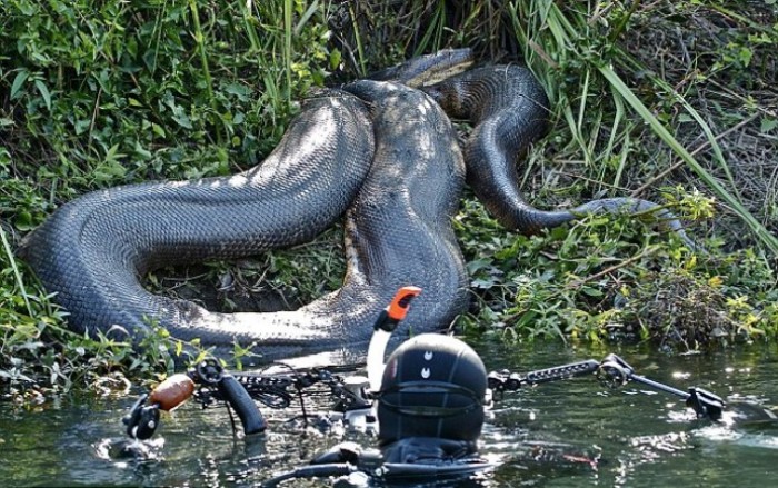 В воде с самой большой змеей в мире