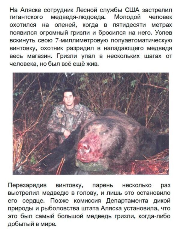 Застрелен самый большой медведь Гризли