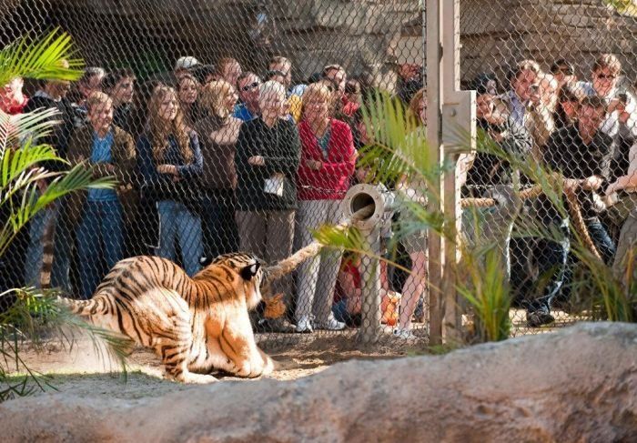 Интересный аттракцион: "Люди против тигров"