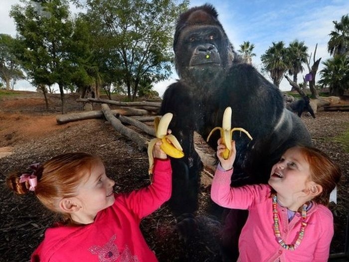 Зачем тыкать горилле бананы через защитное стекло (3 фото)