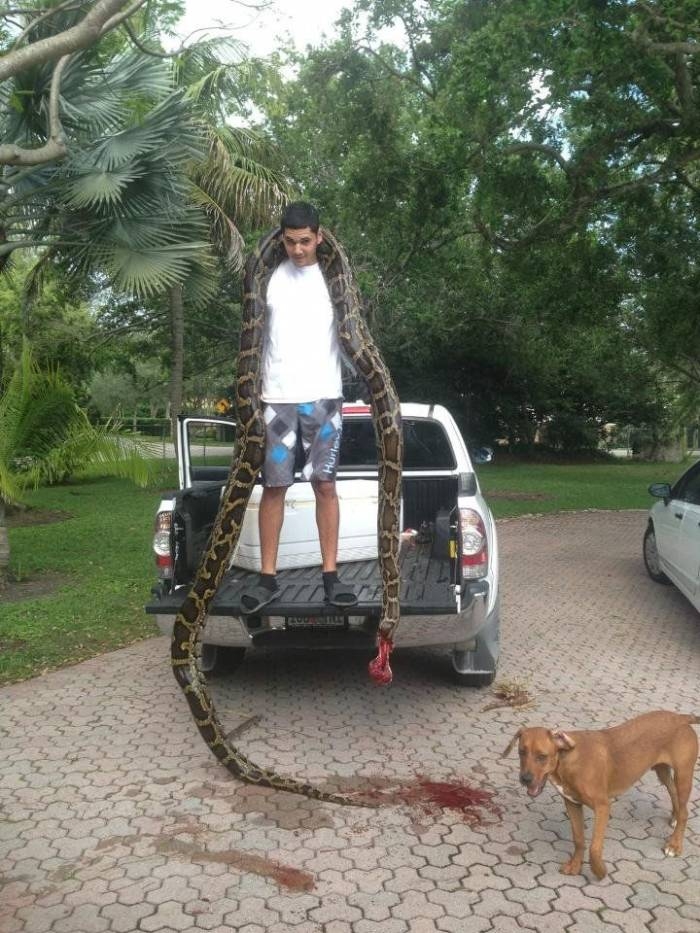 Охотник на змей поймал огромного питона (2 фото)
