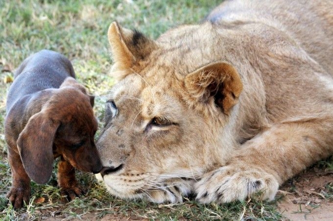 Лев и собака живут не разлей вода