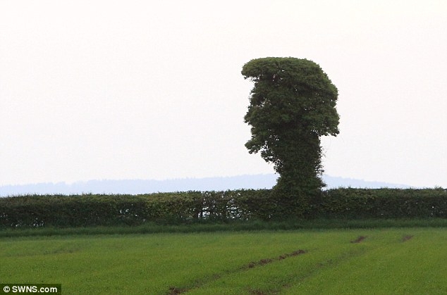 Как вы думаете, на кого это дерево похоже?