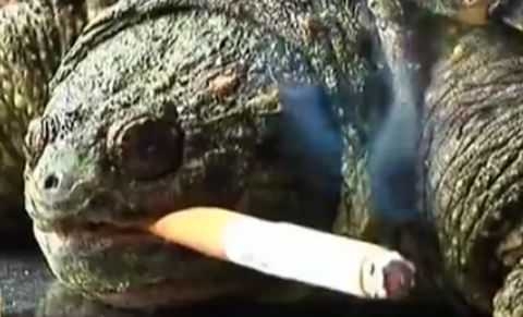 Черепаха выкуривает по 10 сигарет в день
