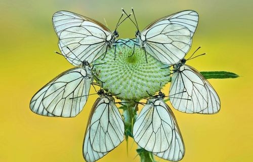 Бабочки, которые выглядят как экзотические цветы