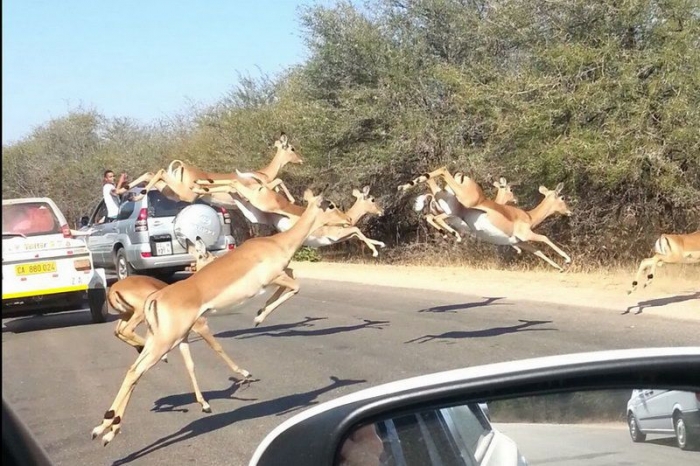 Антилопа запрыгнула в авто туристов, убегая от гепарда