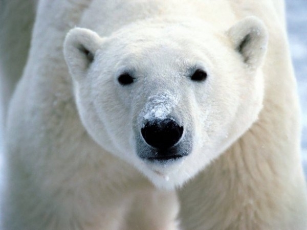 11 крутых фактов о белых медведях