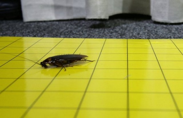 Китаец выпустил на свободу более миллиона медицинских тараканов
