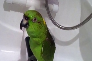 Попугай любит петь в душе