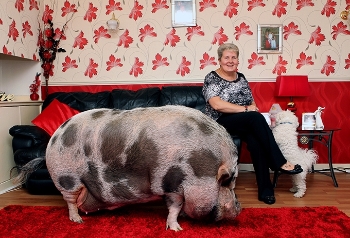Кэтрин Дэйвз из Великобритании "подложили свинью"