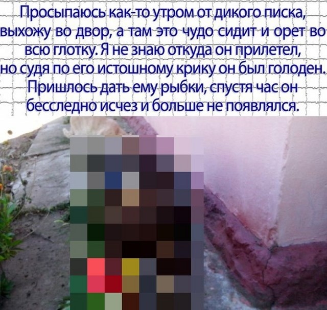 Необычный гость пришел во двор