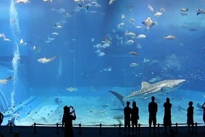 Очень красивый аквариум Kuroshio Sea