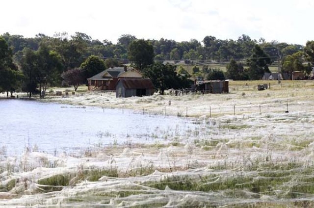 Небывалое нашествие пауков в Австралии