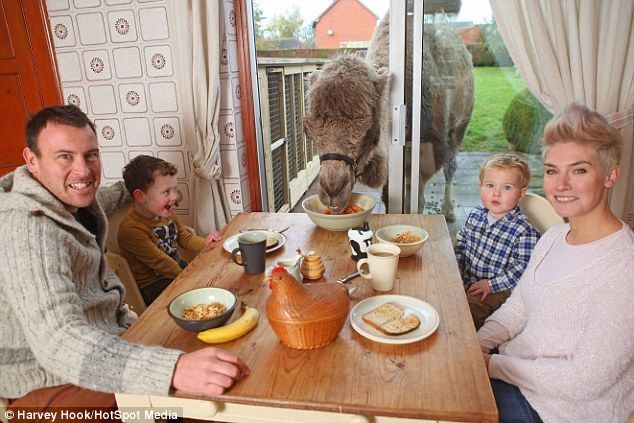 Завтрак с верблюдом