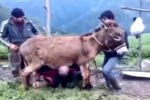 Кто из них осел?