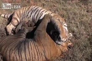 Горячая драка двух тигров