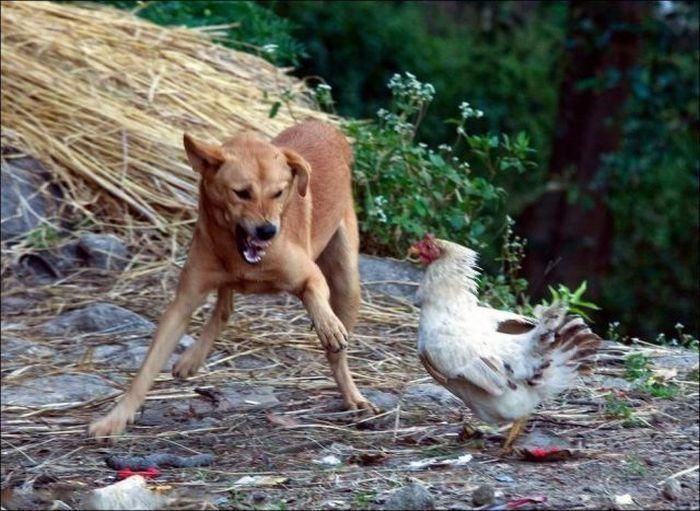 Курица защитила своего цыпленка
