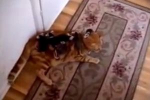 Как низко пал котэ