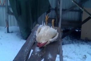 Забавный петух