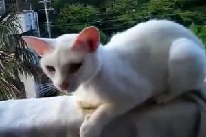 Кот молится