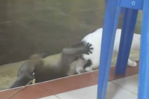 Обезьянка обожает кошку