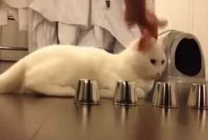 Как вырастить умного кота