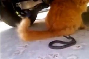 Опасные игры кота со змеей
