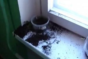Кот сам понимает, что он натворил