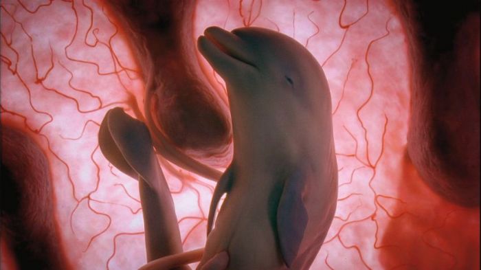 Уникальные фотографии животных в утробе матери