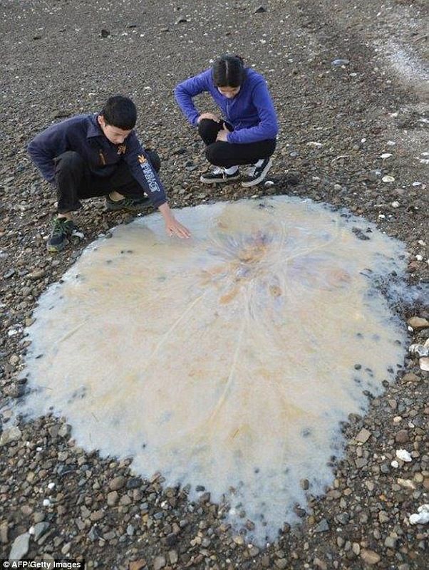 У побережья Австралии нашли гигантскую медузу