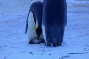 Пингвины тоже грустят
