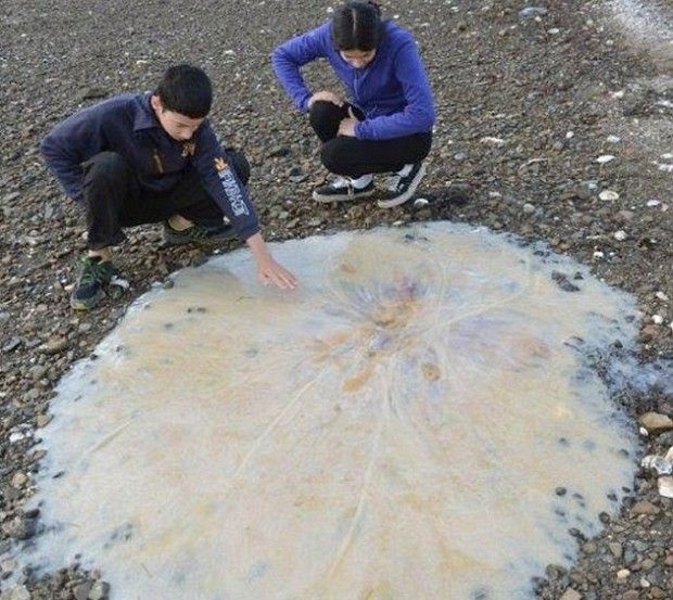 Огромная медуза на пляже в Тасмании
