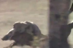 Погоня за отважными мстителями
