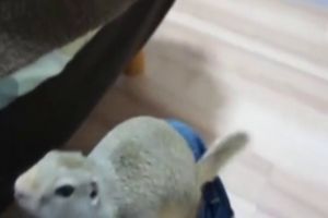Милый домашний зверек