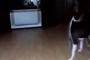Собачьи приколы