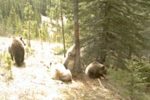 Что втихаря творят медведи