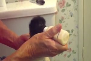 У котенка ушки от счастья затряслись