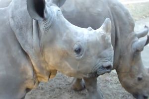 Прикольные звуки носорогов