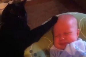 Кот успокаивает малыша