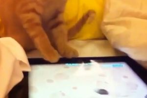 Игры животных на iPad