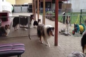 Вежливости Колли могут позавидовать некоторые люди