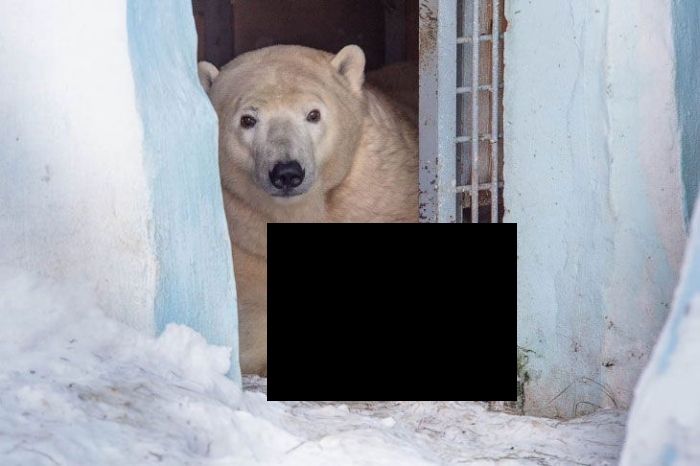 Медвежонок в Новосибирском зоопарке