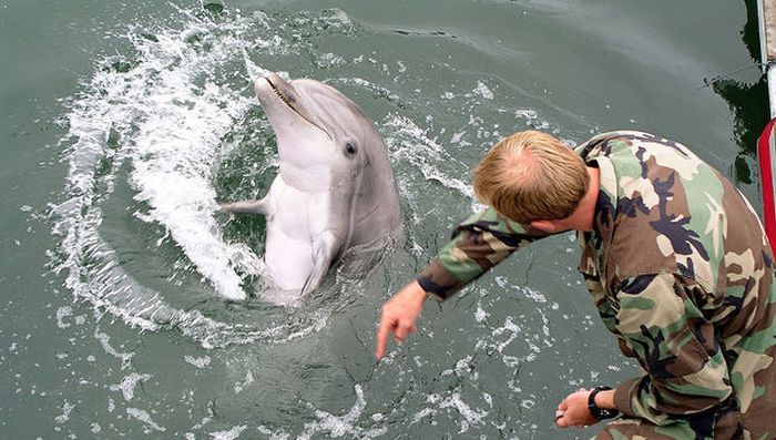 Крымские боевые дельфины